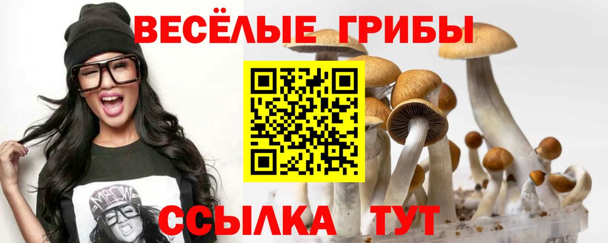 Галлюциногенные грибы Psilocybine cubensis Дербент